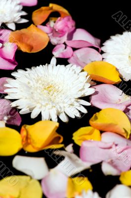 Flower petals in water