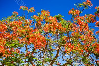 Red flowers