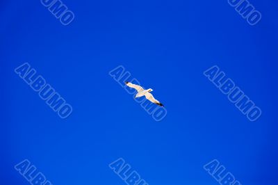 Seagull flying in blue sky