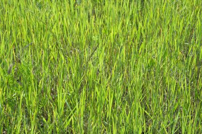 Green grass texture