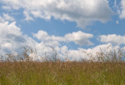 Field and sky