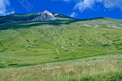 Red puppies in the Piana di Castelluccio