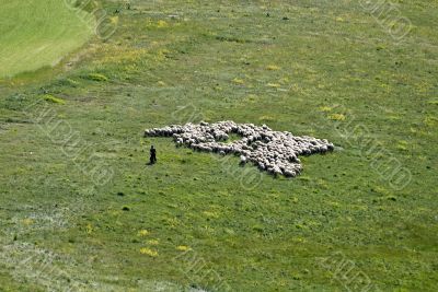 Sheep-breeding in the Piana di Castelluccio
