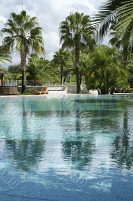 palms and pool