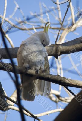 sulphur crested cockatoo