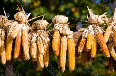 Ears of fresh corn