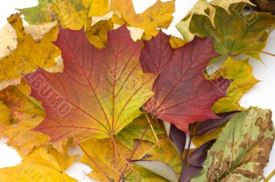 autumn