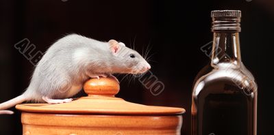 rat in kitchen