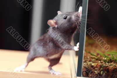 rat and aquarium