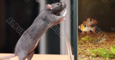 rat and aquarium