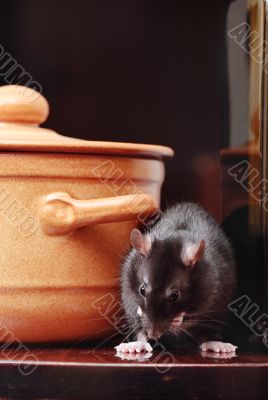 rat in kitchen