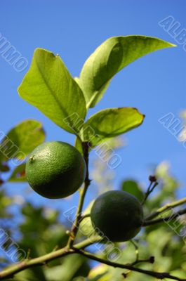 Green lime