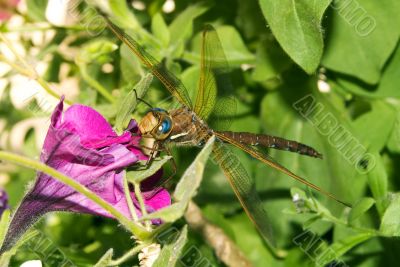 Dragonfly on a petunia flower