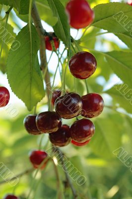 Juicy cherries