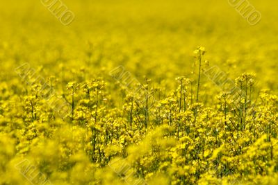 Yellow Flower`s Field
