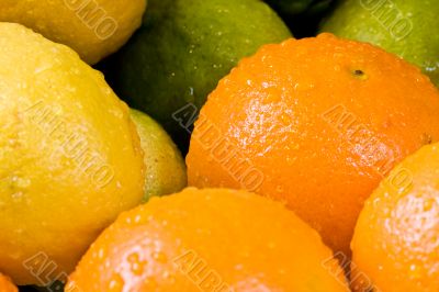 fresh fruit