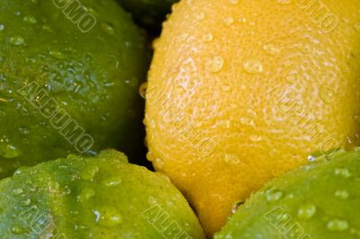 fresh fruit