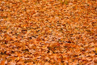 oak foliage