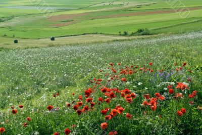 Piana di Castelluccio - Landscape with red puppies