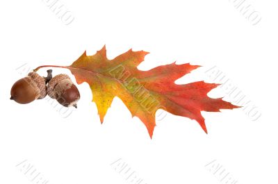 Leaf and two acorns.