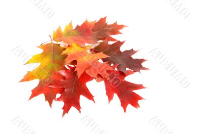  Colourful autumn`s leaves.