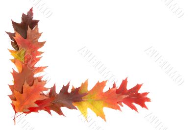Colorful leaves on a white.