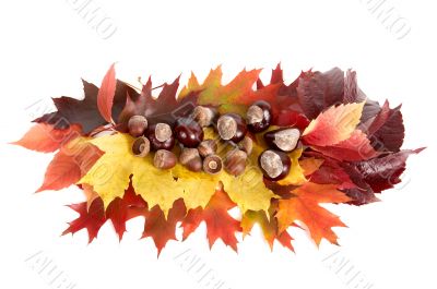 Autumn still life.