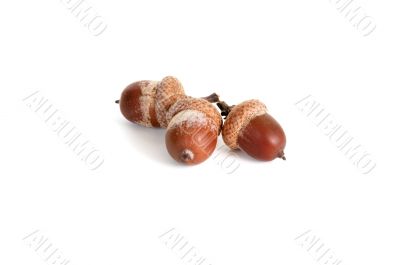 Three acorns on a white.