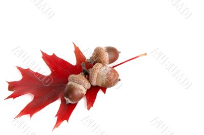 Leaf and three acorns.