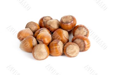 Heap of hazel-nuts.