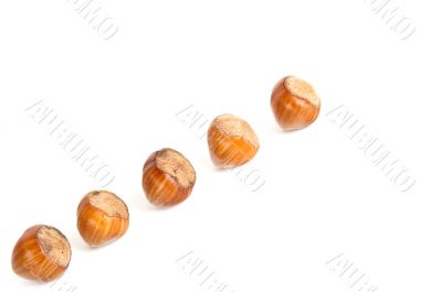 Five hazel-nuts.