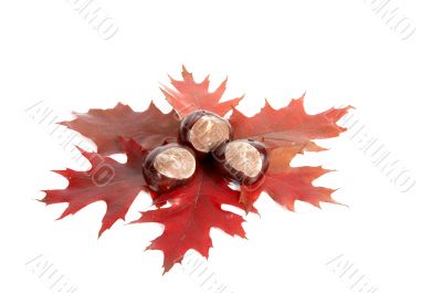 Three chestnuts and leaves.