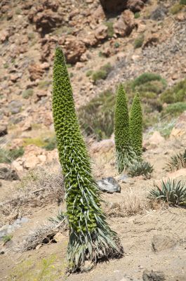 three tajinaste plants