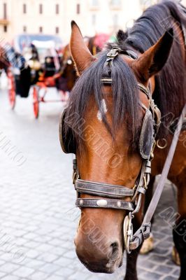 Horse and carriage at Piazza di Spagna