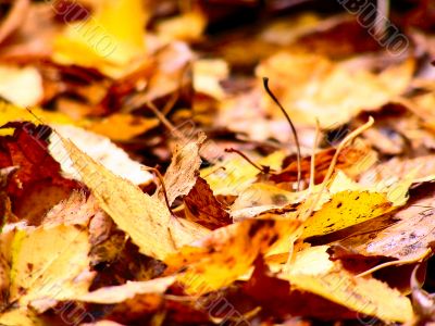 Bright warm colors of autmn.