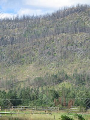 mountain after a forest fire