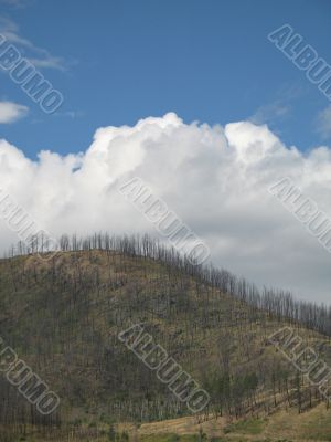 mountain after a forest fire