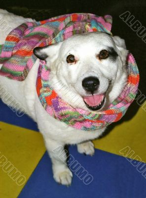 Dog with the scarf