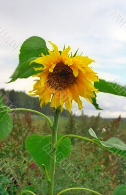 Lonely sunflower in the field