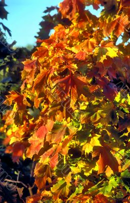Red maple leaves