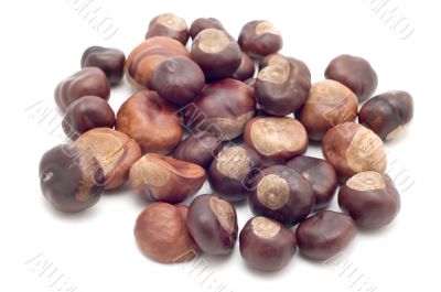 sweet chestnut macro