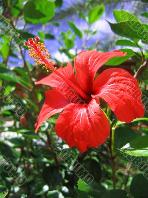 Red hibiscus