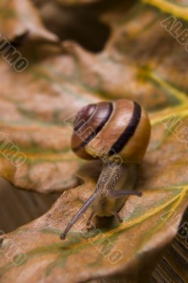 Snail on autumn leaves