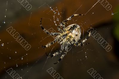 spider with water drops