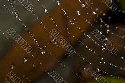 Water drops on spider web