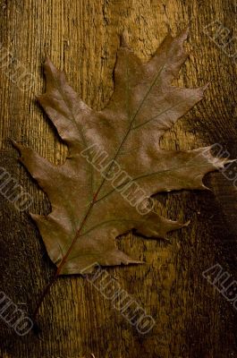 autumn leaf over old board