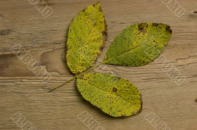autumn leaf over old board