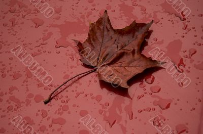 autumn leaf over red metalic surface