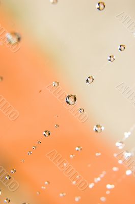 Water drops on spider web