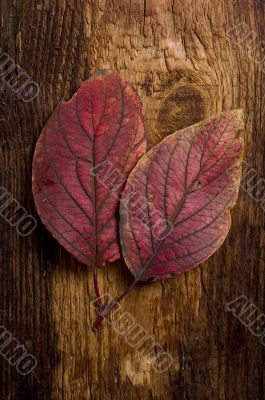 autumn leaf over old board